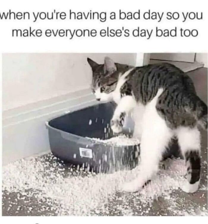 Cat kicking litter out of box, illustrating single life struggles meme humor.