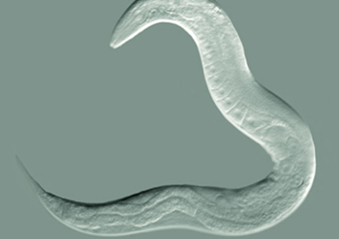 “Confirmation Bias Is A Scary Thing”: People Online Share 35 Scientific Facts That Sound Unbelievable But Are Actually True