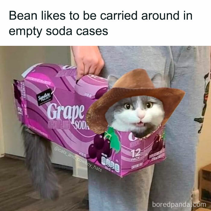 Unexplainable-Cat-Images-Memes