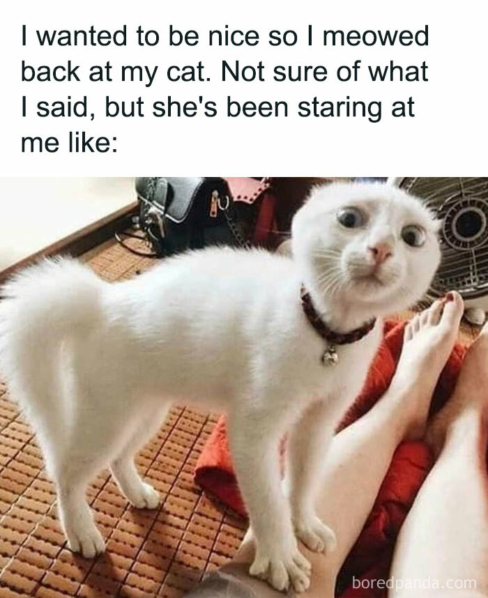 Unexplainable-Cat-Images-Memes