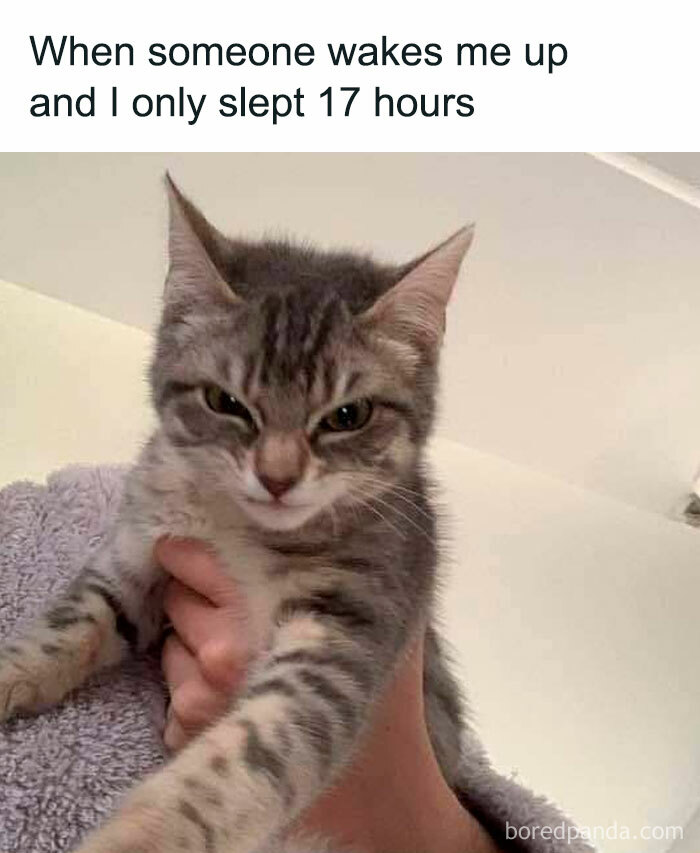 Unexplainable-Cat-Images-Memes