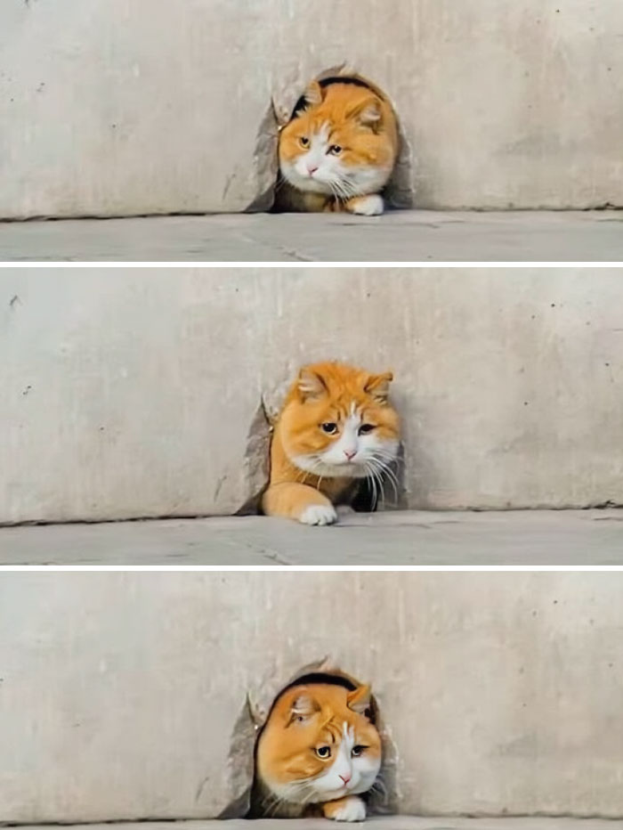 Unexplainable-Cat-Images-Memes