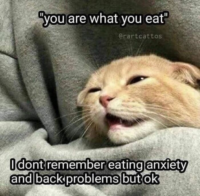 Unexplainable-Cat-Images-Memes