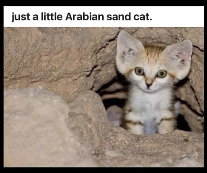 Unexplainable-Cat-Images-Memes