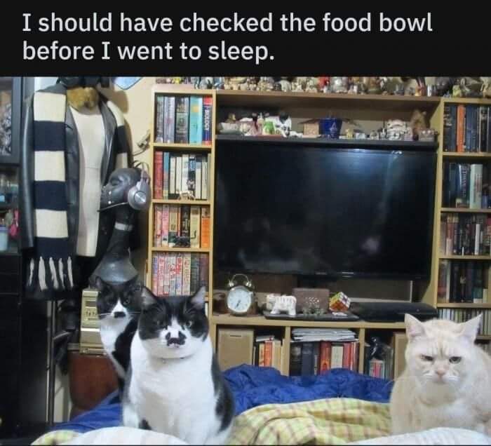 Unexplainable-Cat-Images-Memes