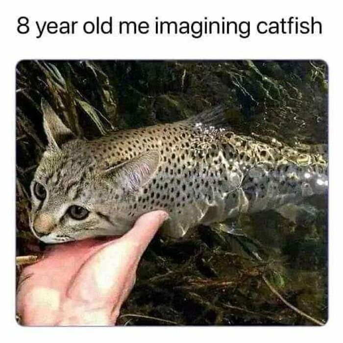 Unexplainable-Cat-Images-Memes