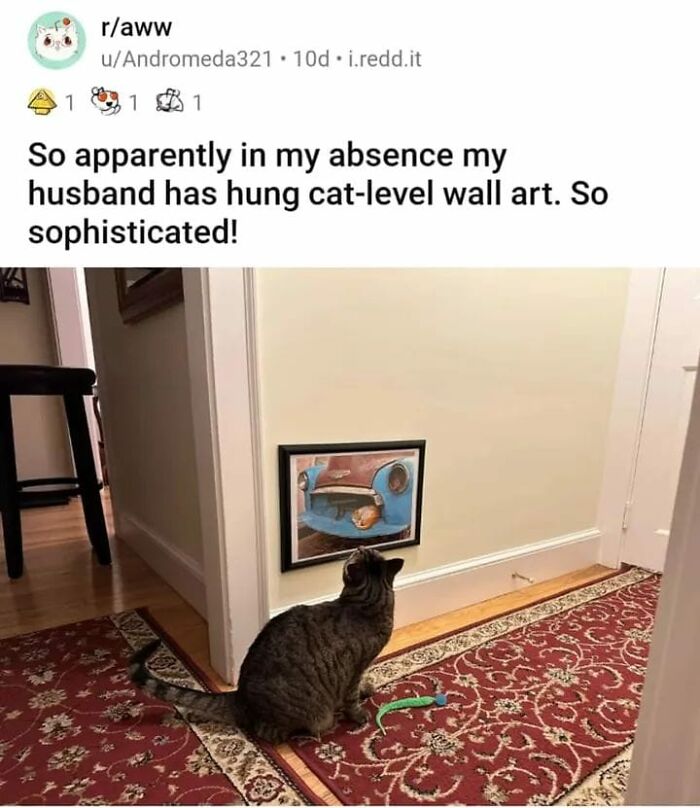 Unexplainable-Cat-Images-Memes