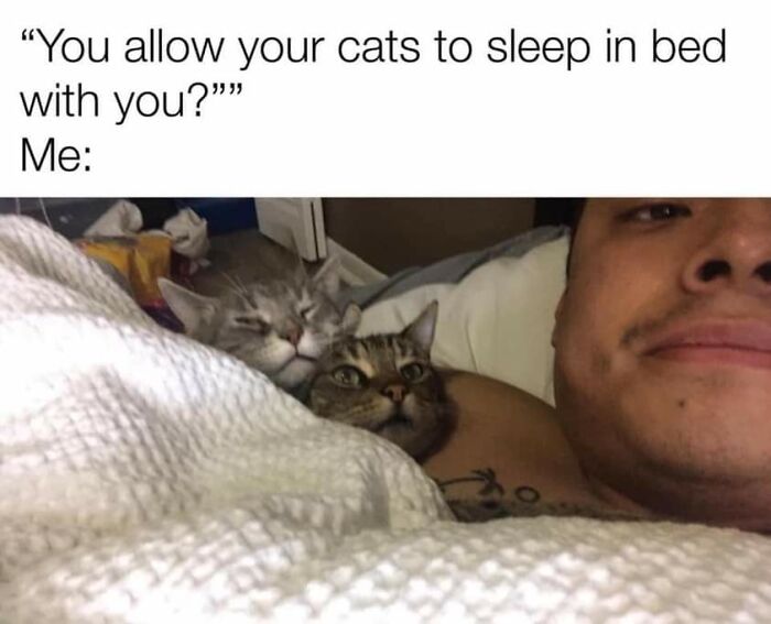 Unexplainable-Cat-Images-Memes