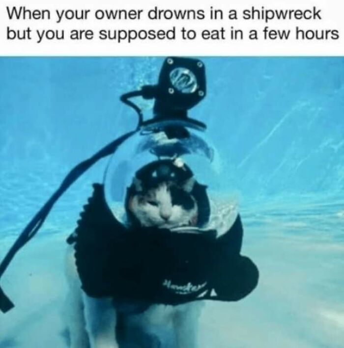 Unexplainable-Cat-Images-Memes