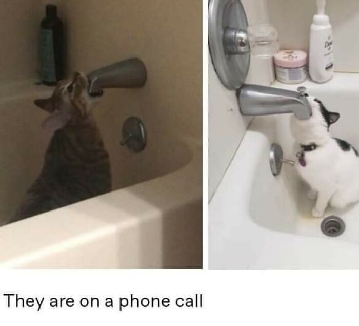 Unexplainable-Cat-Images-Memes