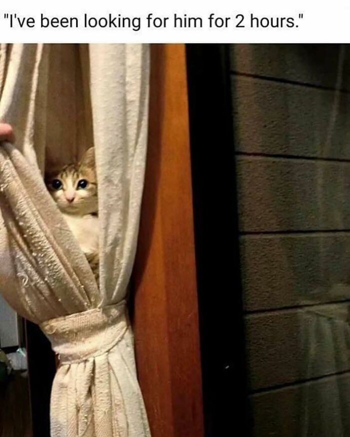 Unexplainable-Cat-Images-Memes