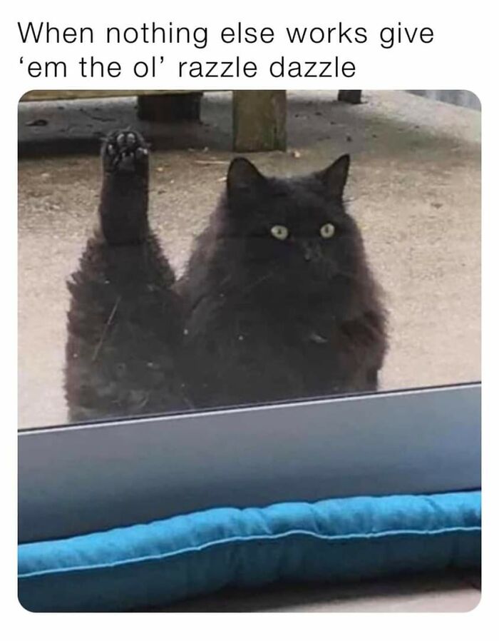 Unexplainable-Cat-Images-Memes