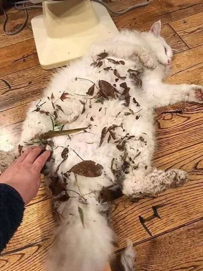 Unexplainable-Cat-Images-Memes