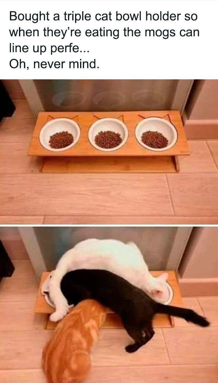 Unexplainable-Cat-Images-Memes