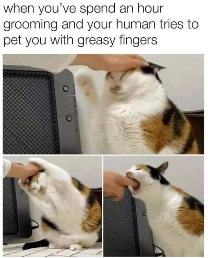 Unexplainable-Cat-Images-Memes