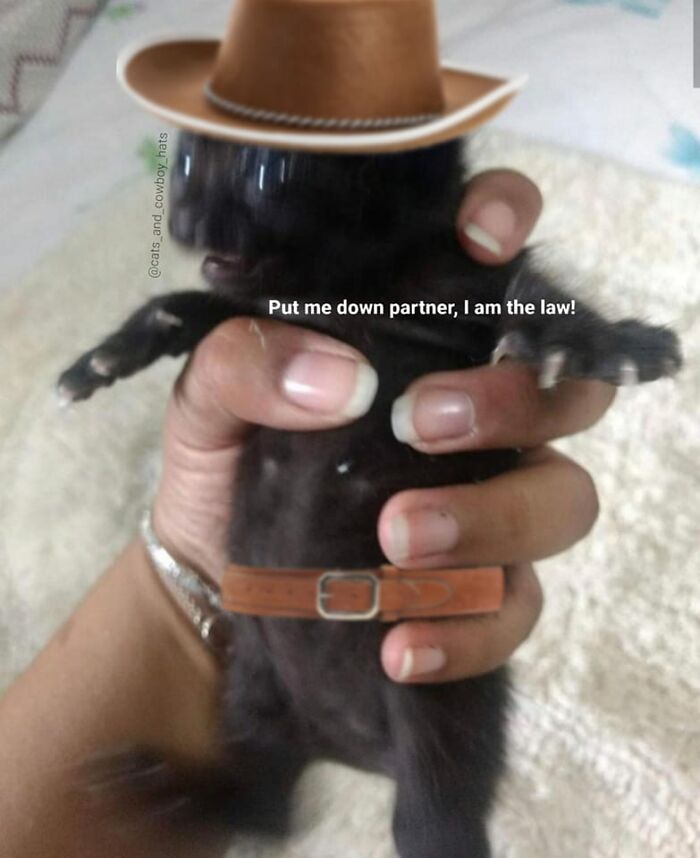 Unexplainable-Cat-Images-Memes