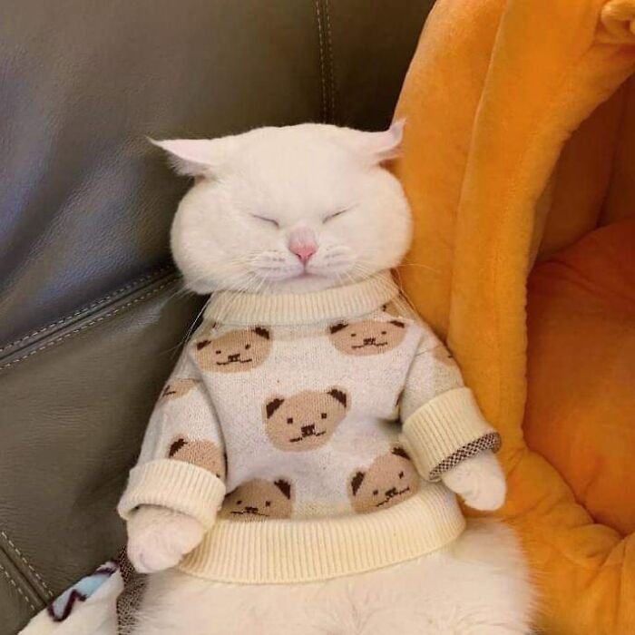 Unexplainable-Cat-Images-Memes