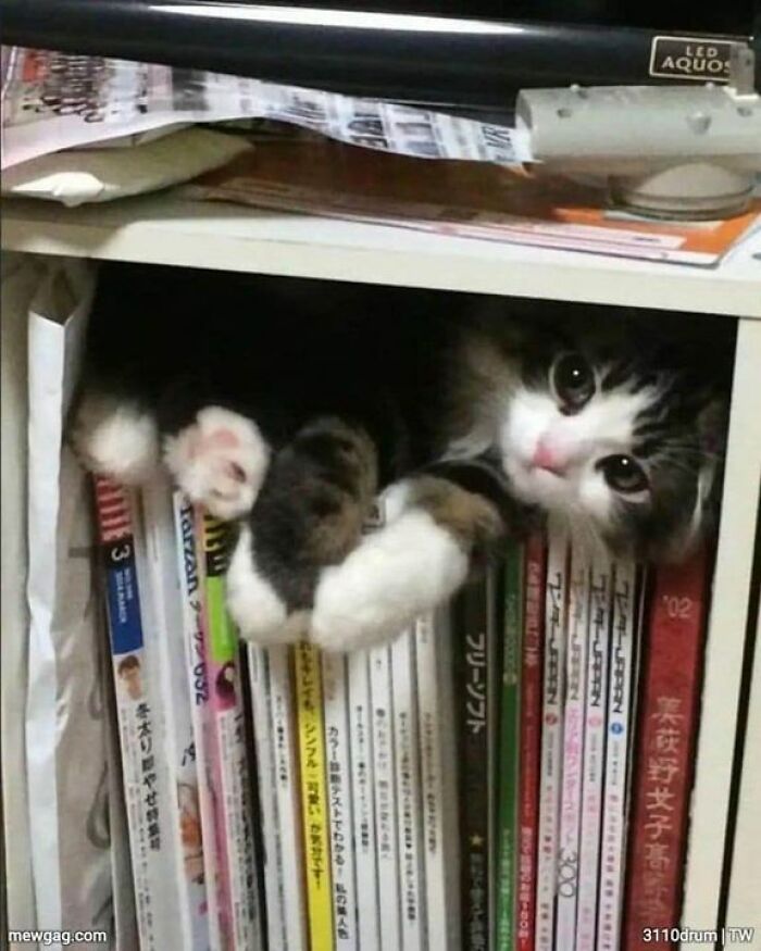 Unexplainable-Cat-Images-Memes