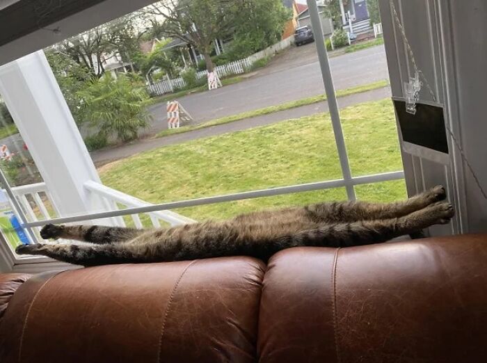 Unexplainable-Cat-Images-Memes