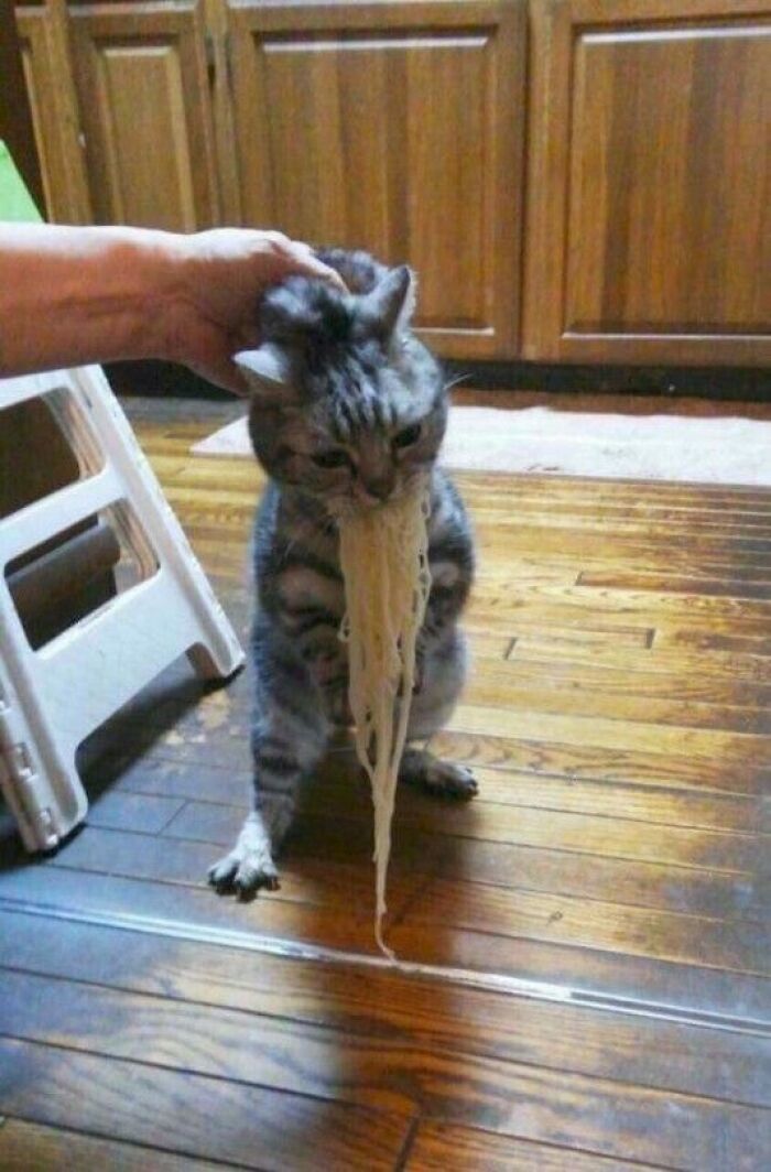 Unexplainable-Cat-Images-Memes