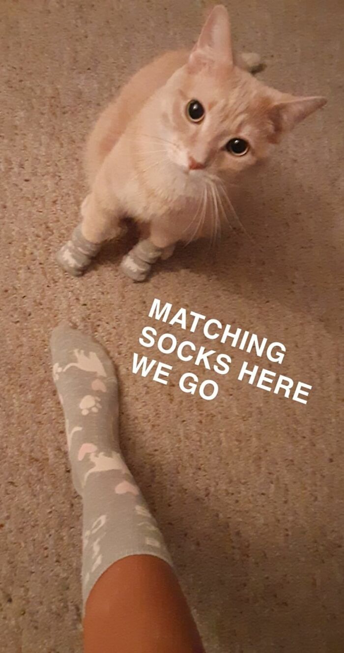 Unexplainable-Cat-Images-Memes