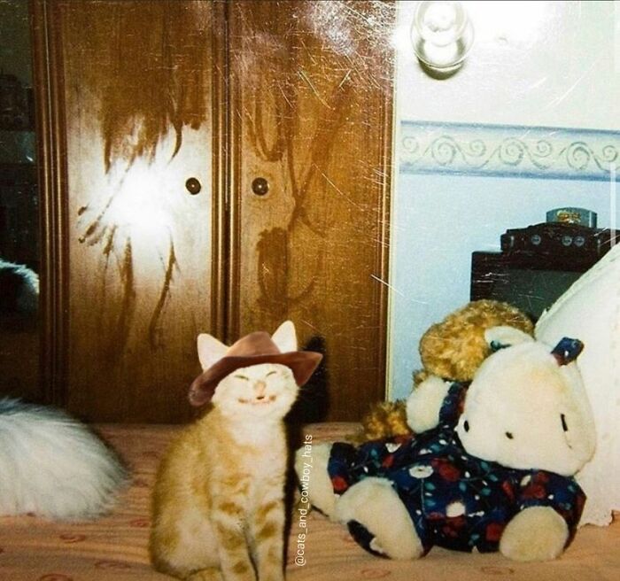 Unexplainable-Cat-Images-Memes