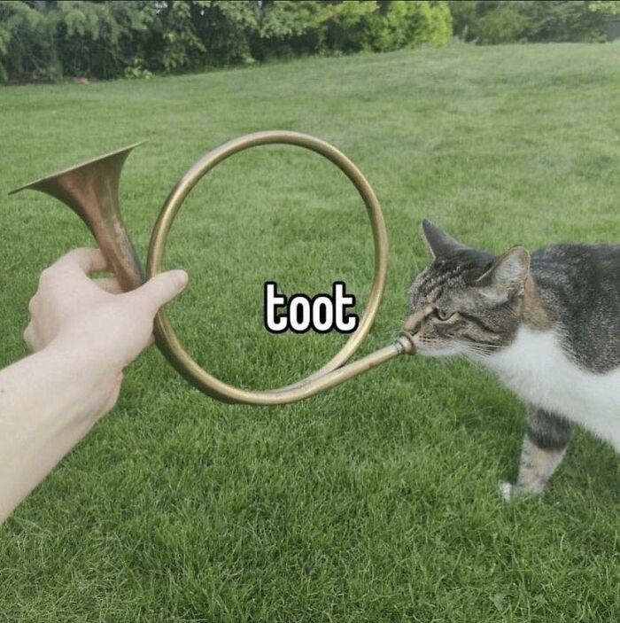 Unexplainable-Cat-Images-Memes