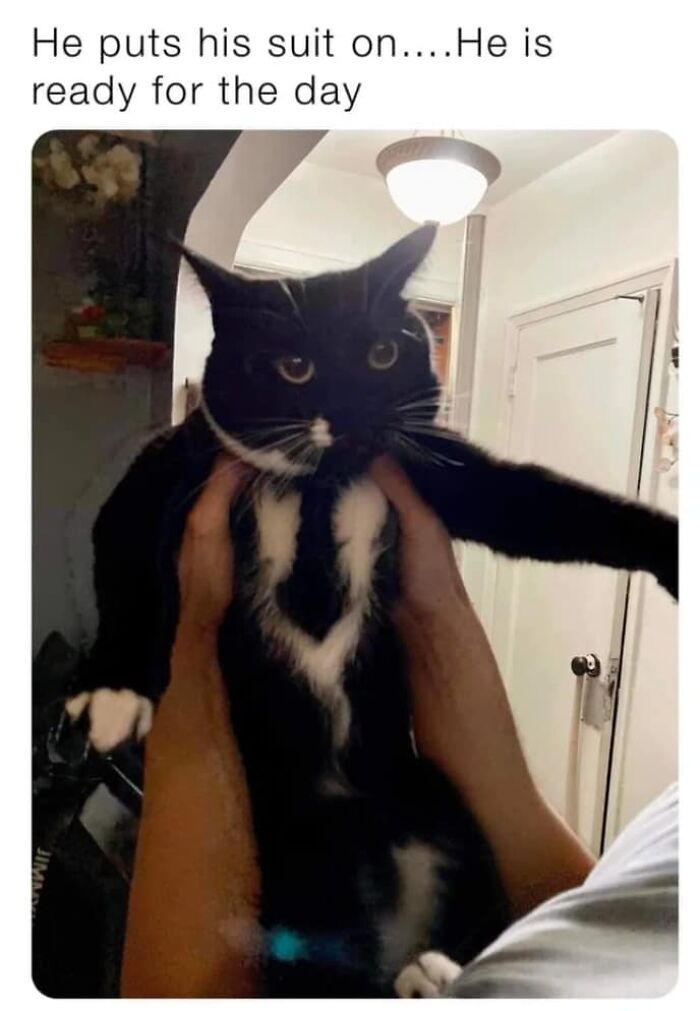 Unexplainable-Cat-Images-Memes