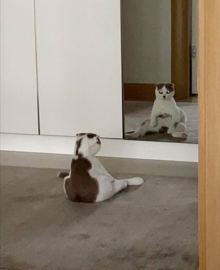 Unexplainable-Cat-Images-Memes