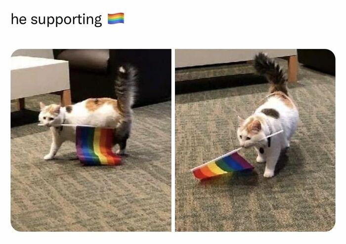 Unexplainable-Cat-Images-Memes