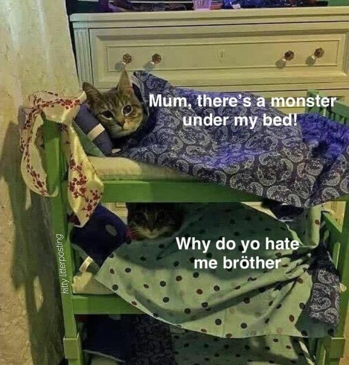 Unexplainable-Cat-Images-Memes