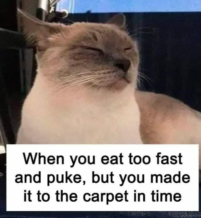 Unexplainable-Cat-Images-Memes