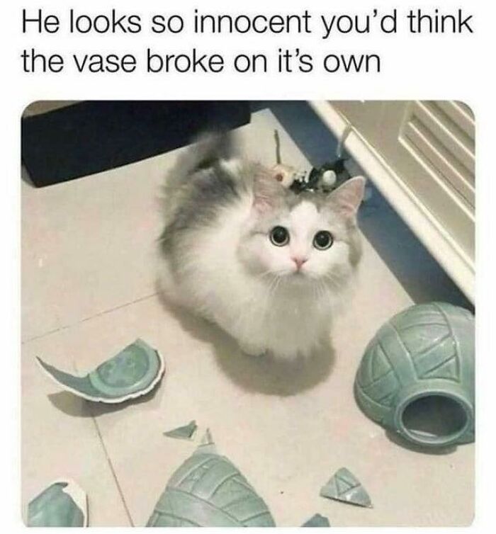 Unexplainable-Cat-Images-Memes