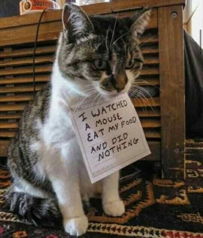 Unexplainable-Cat-Images-Memes