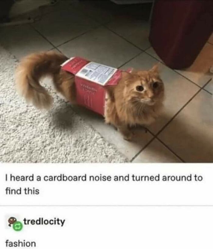 Unexplainable-Cat-Images-Memes
