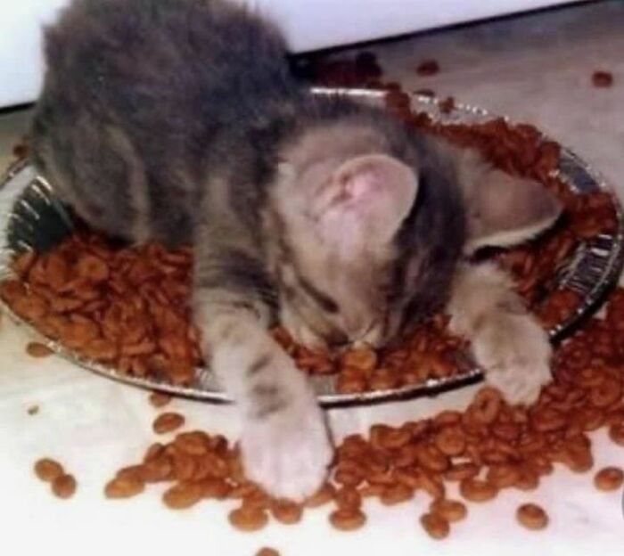 Unexplainable-Cat-Images-Memes