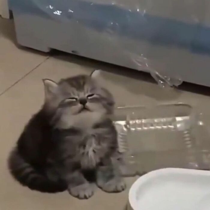 Unexplainable-Cat-Images-Memes