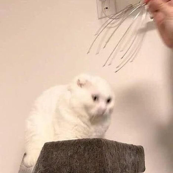 Unexplainable-Cat-Images-Memes