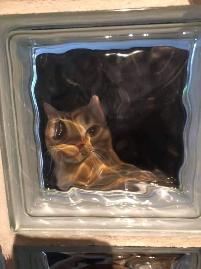 Unexplainable-Cat-Images-Memes