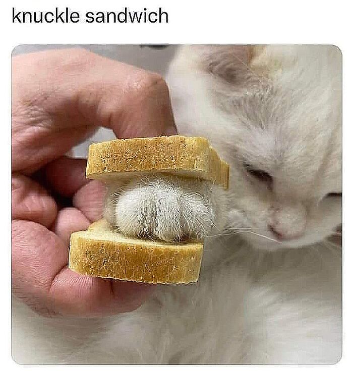 Unexplainable-Cat-Images-Memes