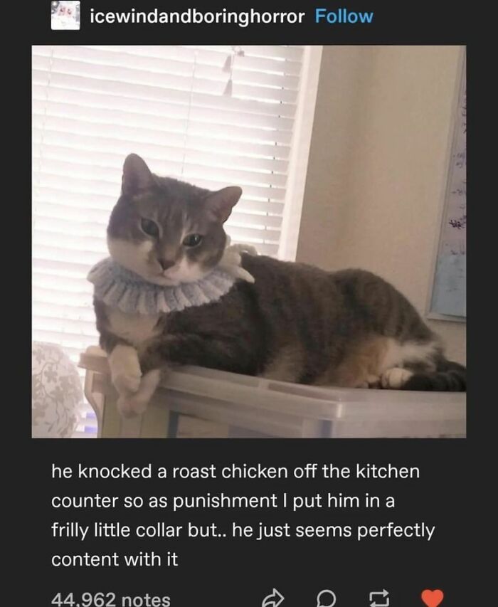 Unexplainable-Cat-Images-Memes