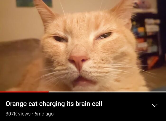 Unexplainable-Cat-Images-Memes