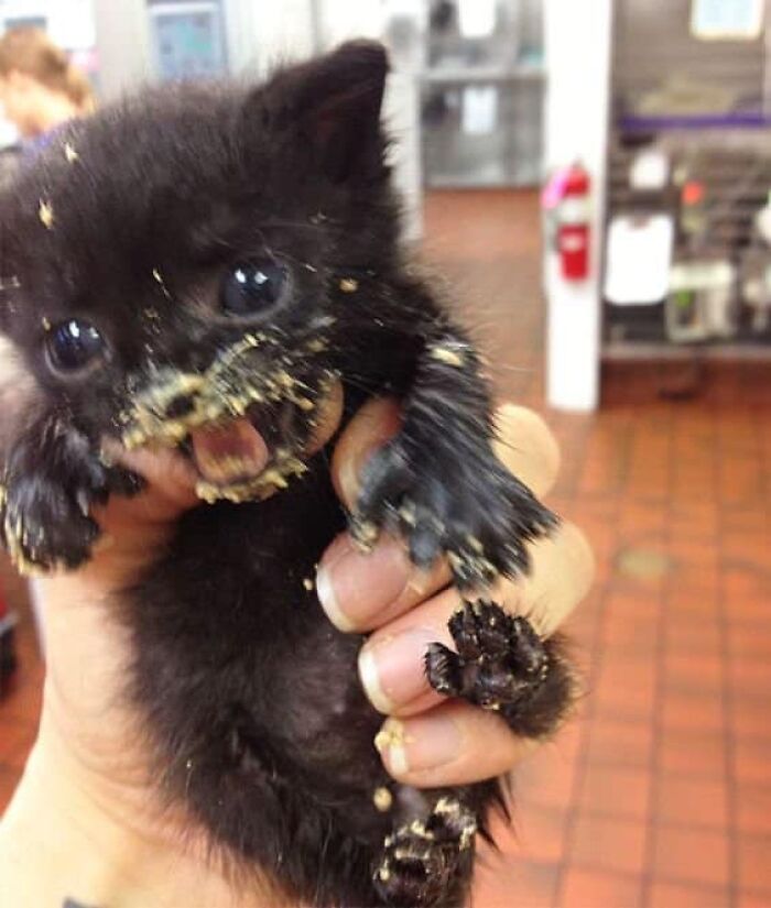 Unexplainable-Cat-Images-Memes