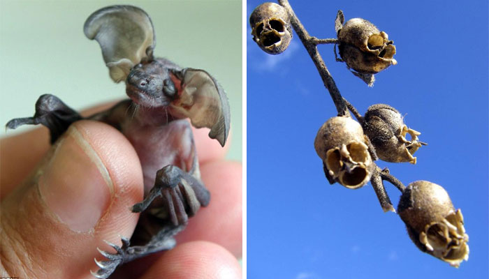 “Nature Is Weird”: 50 Interesting Pics And Facts About Mother Nature Shared By This Account