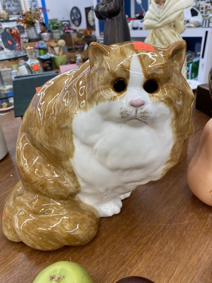 Y’all I Wanted This Depressed Eyeless Cat So Bad!!! She Was A Pricey One Though So Very Sadly, Did Not Come Home With Me. Habitat For Humanity In Charlotte Nc