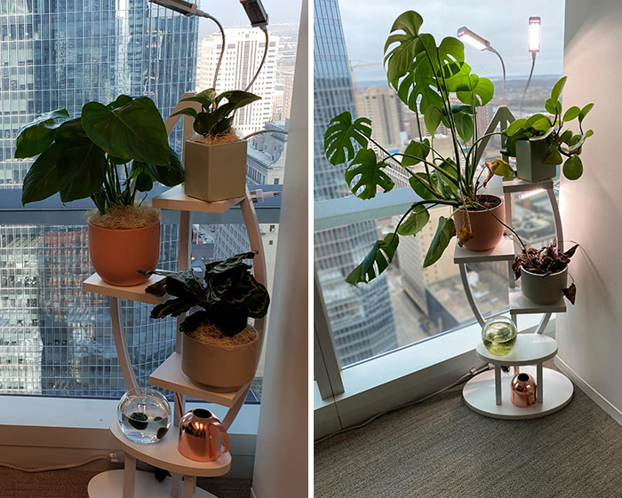 Found Out Today Staff Has Been Watering My Plants For An Entire Year. Left Is One Year Ago Before We Went To Work From Home