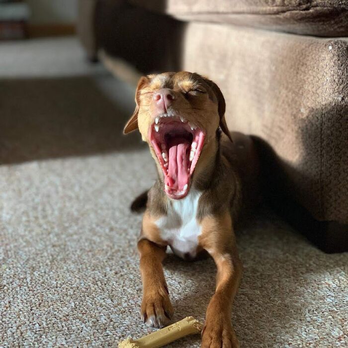 Whew! Chewing A Bone Is Tiring