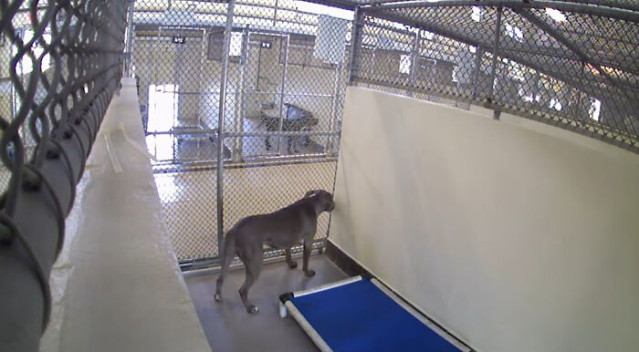 Resilient Shelter Dog Finally Finds Forever Home After Heart-Wrenching Anniversary Video Goes Viral