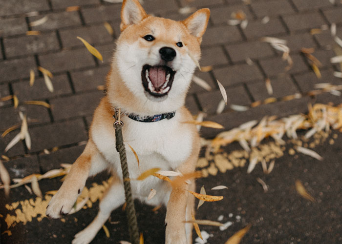 The Internet Stands Up For This Woman Who Refused To Pay For Gender Reveal Cupcakes