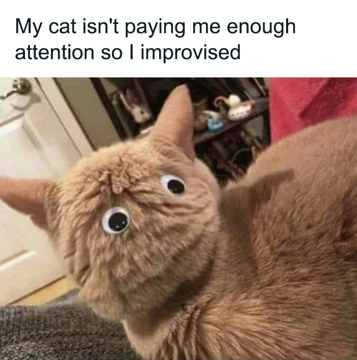 Funny-Cats-Memes